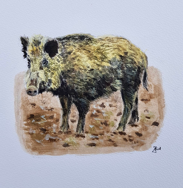 Amadeus or The story of the 'not so wild' boar!